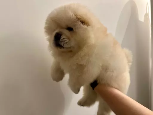 Chow Chow rodowodowe ZKwP 5