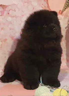 Szczenięta chow chow 1