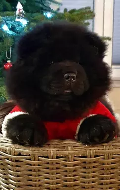 Szczenięta chow chow 2