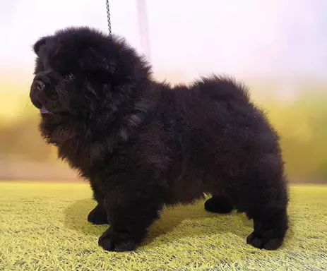 Szczenięta chow chow 3
