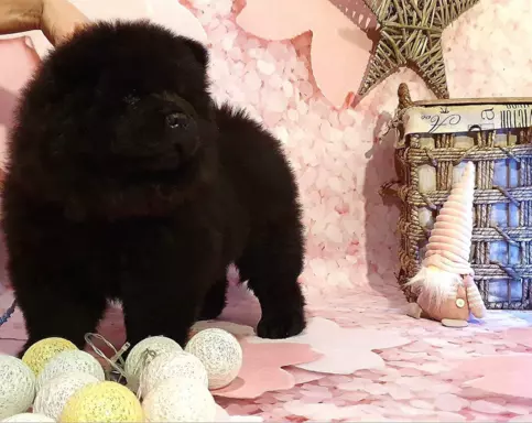 Szczenięta chow chow 4