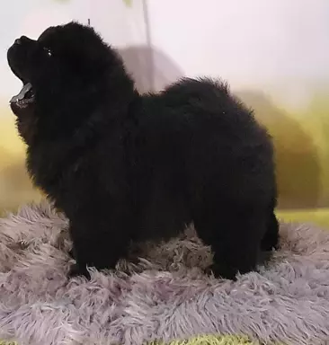 Szczenięta chow chow 5