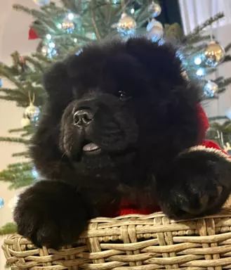 Szczenięta chow chow 6