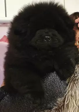 Szczenięta chow chow 8