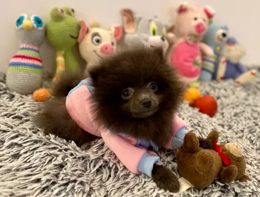 Pomeranian dziewczynka blue 2