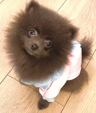 Pomeranian dziewczynka blue 3
