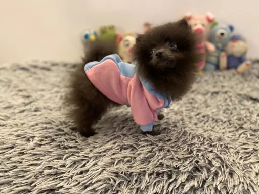 Pomeranian dziewczynka blue 4