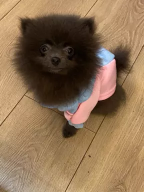 Pomeranian dziewczynka blue 5