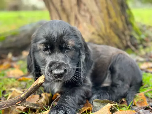 Cocker Spaniel piesek 3