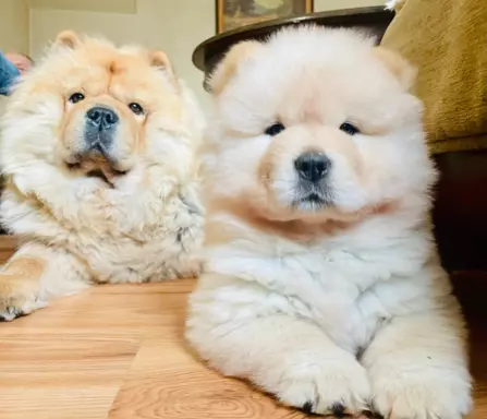 Suczka chow chow FCI 1