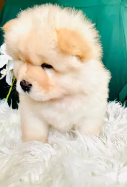 Suczka chow chow FCI 2