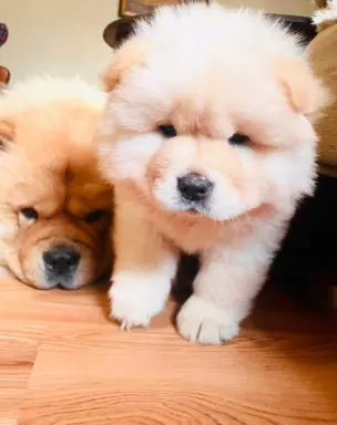 Suczka chow chow FCI 3