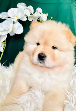 Suczka chow chow FCI 4