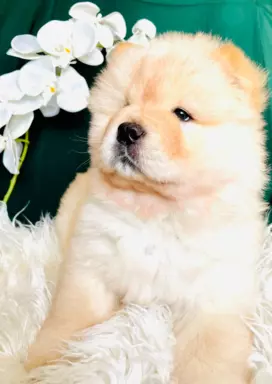 Suczka chow chow FCI 5