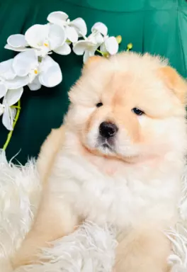 Suczka chow chow FCI 6