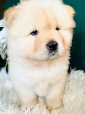 Suczka chow chow FCI 7