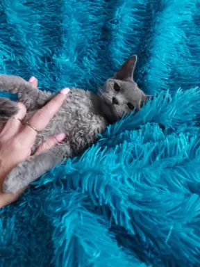 Kocięta Devon Rex niebieska kotka i czarny Kocur FPL 1