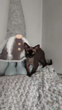 Kocięta Devon Rex niebieska kotka i czarny Kocur FPL 6