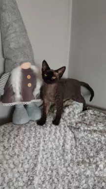 Kocięta Devon Rex niebieska kotka i czarny Kocur FPL 7