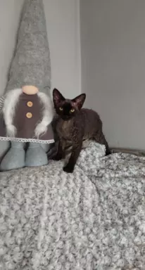 Kocięta Devon Rex niebieska kotka i czarny Kocur FPL 8