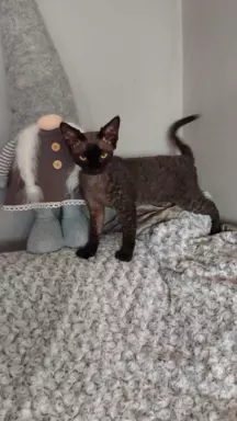 Kocięta Devon Rex niebieska kotka i czarny Kocur FPL 9
