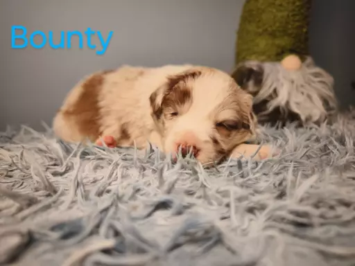Border collie Red merle suczki i pieski 2