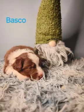 Border collie Red merle suczki i pieski 4