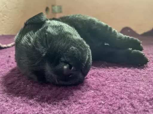 Labrador Retriever FCI 1