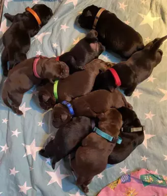 Labrador Retriever FCI 2