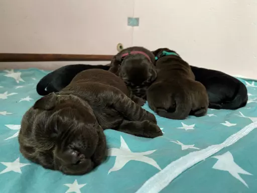 Labrador Retriever FCI 3
