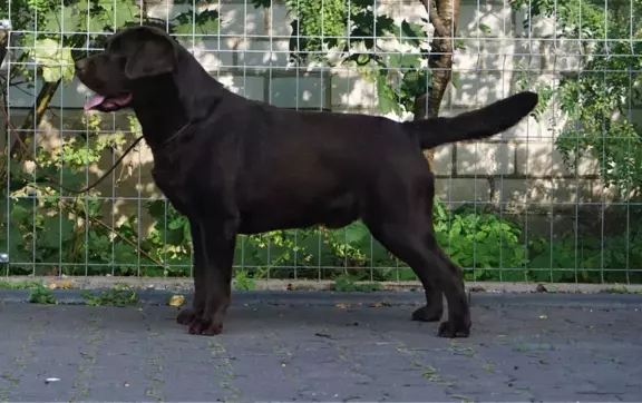 Labrador Retriever FCI 4