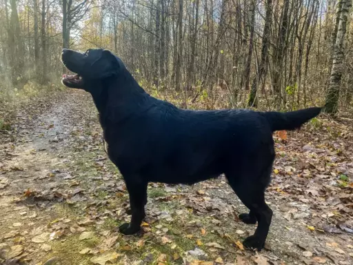 Labrador Retriever FCI 5