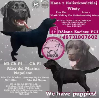 Labrador Retriever FCI 6
