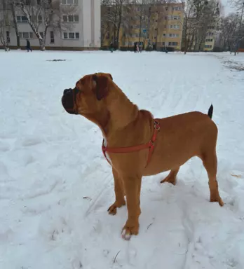 Buldog Kontynentalny FCI - 4 pieski i suczka 1