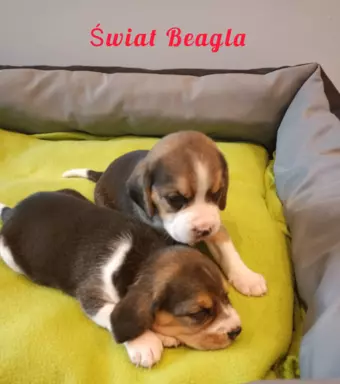 Śliczna suczka Beagle gotowa do odbioru 1