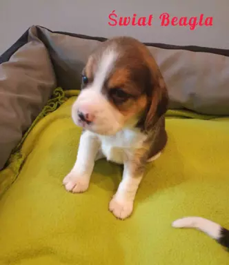 Śliczna suczka Beagle gotowa do odbioru 2