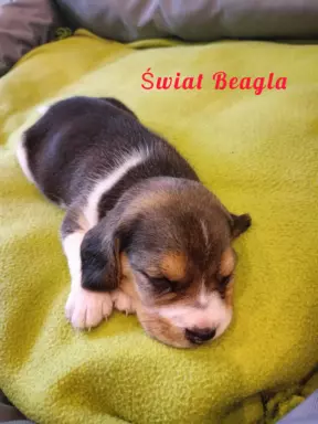 Śliczna suczka Beagle gotowa do odbioru 3