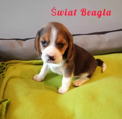 Śliczna suczka Beagle gotowa do odbioru 4