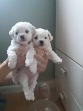 Szczen.Bichon Frise,ZkwP(FCI)aktul.5 tyg,dosk.rodowód 2stron 4