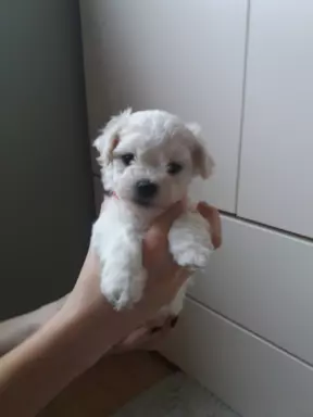 Szczen.Bichon Frise,ZkwP(FCI)aktul.5 tyg,dosk.rodowód 2stron 5