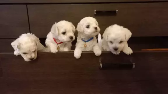 Szczen.Bichon Frise,ZkwP(FCI)aktul.5 tyg,dosk.rodowód 2stron 2