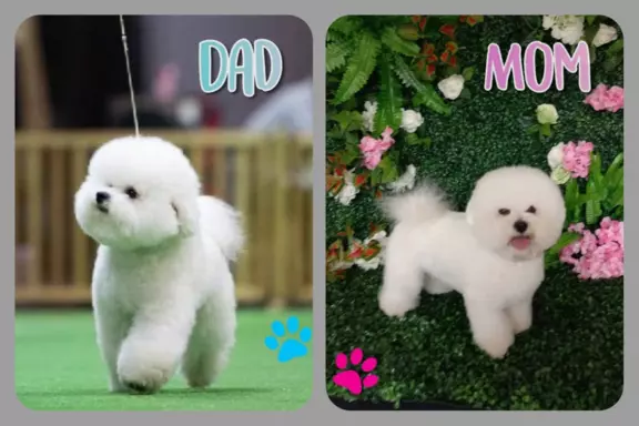 Szczen.Bichon Frise,ZkwP(FCI)aktul.5 tyg,dosk.rodowód 2stron 10