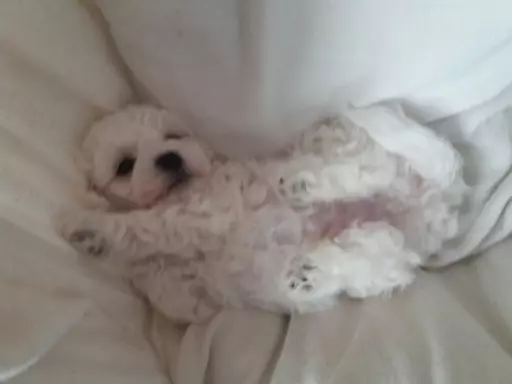 Szczen.Bichon Frise,ZkwP(FCI)aktul.5 tyg,dosk.rodowód 2stron 1