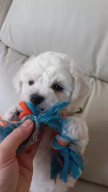 Szczen.Bichon Frise,ZkwP(FCI)aktul.5 tyg,dosk.rodowód 2stron 3
