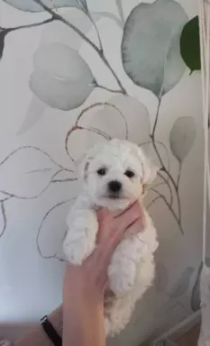 Szczen.Bichon Frise,ZkwP(FCI)aktul.5 tyg,dosk.rodowód 2stron 6