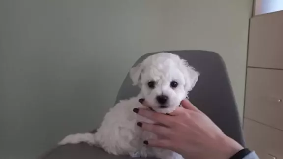 Szczen.Bichon Frise,ZkwP(FCI)aktul.5 tyg,dosk.rodowód 2stron 7