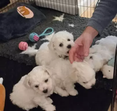 Szczen.Bichon Frise,ZkwP(FCI)aktul.5 tyg,dosk.rodowód 2stron 9