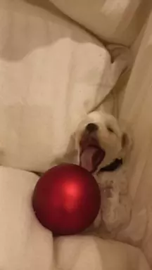 Szczen.Bichon Frise,ZkwP(FCI)aktul.5 tyg,dosk.rodowód 2stron 8
