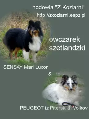 Owczarek szetlandzki (sheltie) suczka 7
