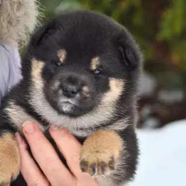 Szczenięta shiba, czarne podpalane 7